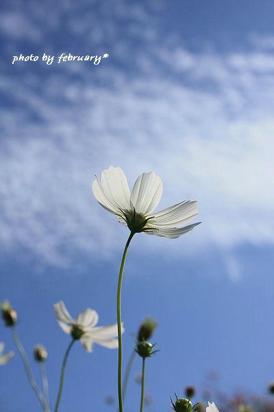 2008秋桜-4