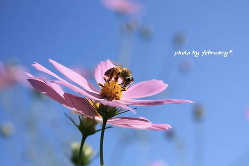2008秋桜-5