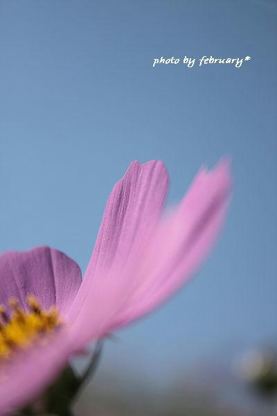 2008秋桜-6