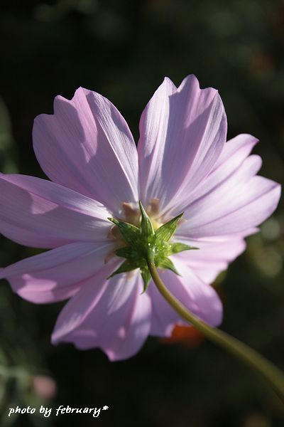2008秋桜-7
