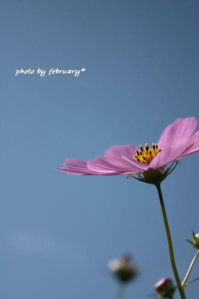 2008秋桜-8