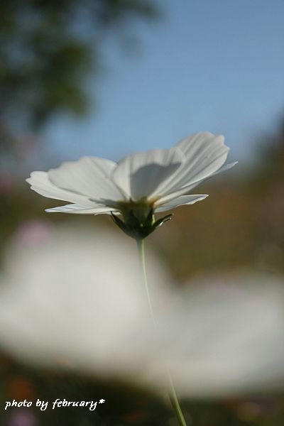 2008秋桜-10