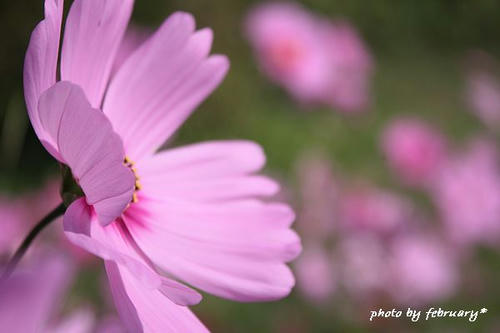 2008秋桜-11