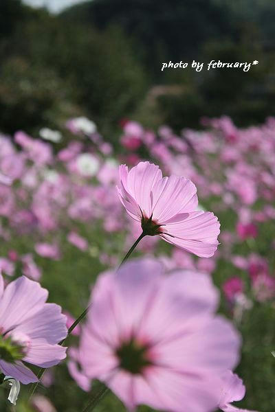 2008秋桜-12