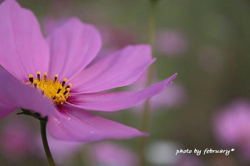 2008秋桜-14
