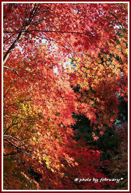 大寧寺－２００８－１