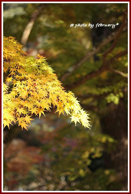 大寧寺－２００８－３