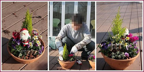 クリスマスの寄せ植え－１