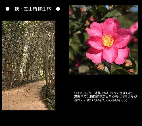 椿群生林－１