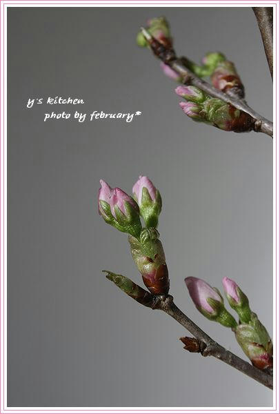 啓翁桜-1