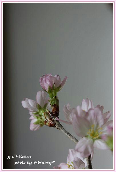 啓翁桜-3