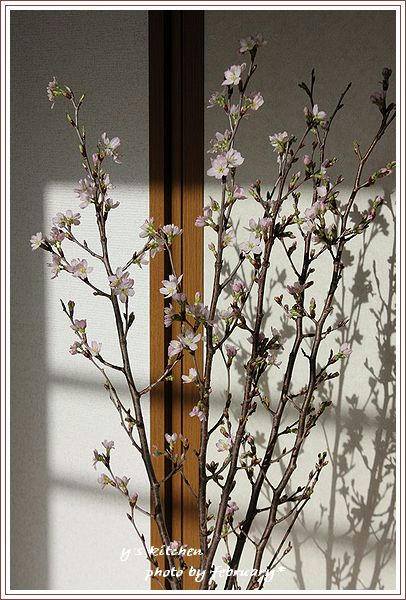 啓翁桜-6
