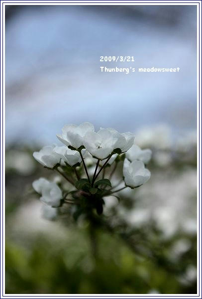20090321_雪柳