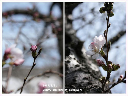 20090321_桜