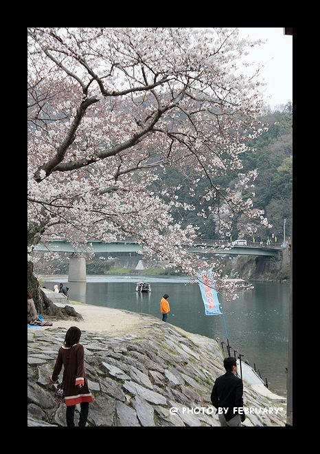錦帯橋2009春-6
