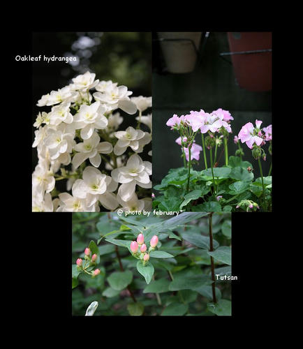 実家の花20070209-1