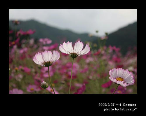 コスモス20090927-1