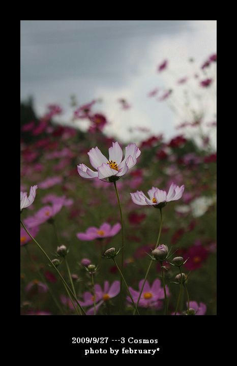 コスモス20090927-3