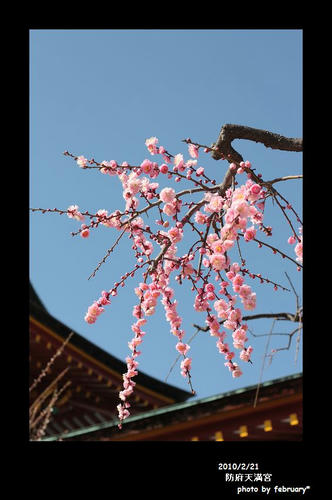 防府天満宮の梅20100221-1