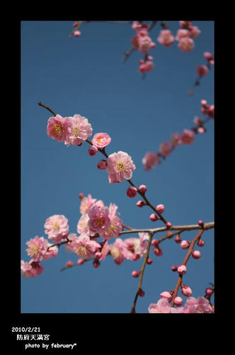 防府天満宮の梅20100221-2