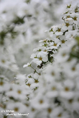 雪柳－２