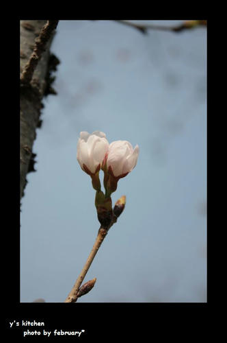 sakura20100323-2