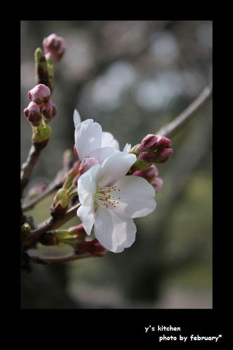 sakura20100323-3
