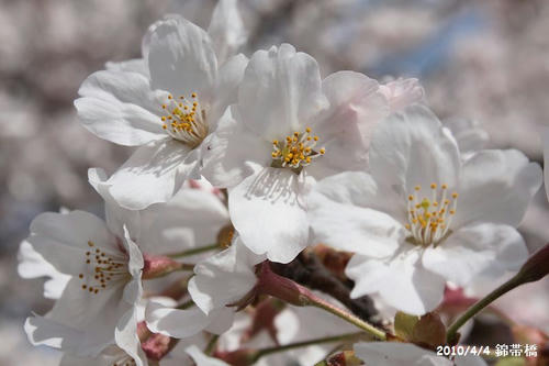 sakura-20100404-3