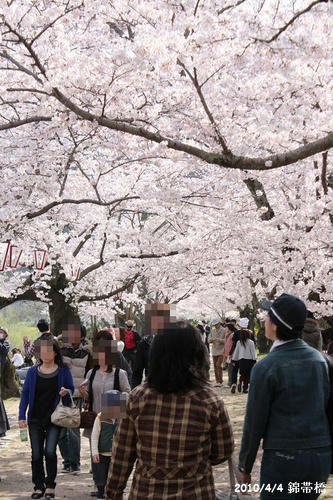 sakura-20100404-4