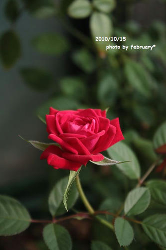 20101015-rose