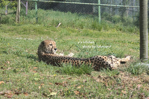 20110505-animals-1