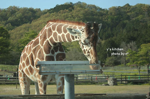 20110505-animals-2