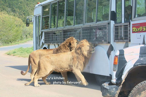 20110505-animals-3