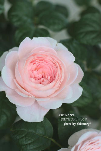 flowerland-2