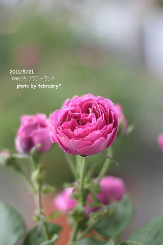 flowerland-3