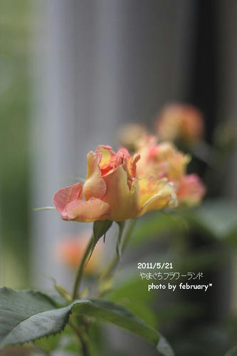 flowerland-4