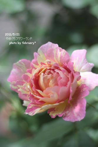 flowerland-5
