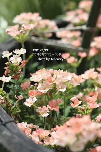 flowerland-6