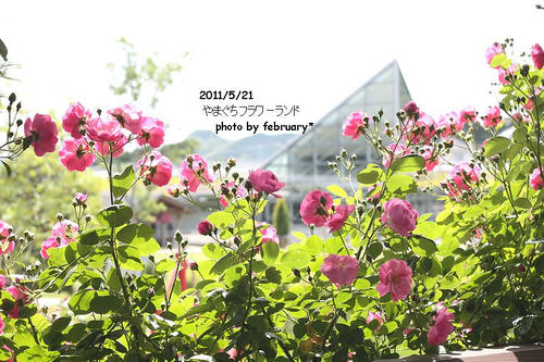 flowerland-8