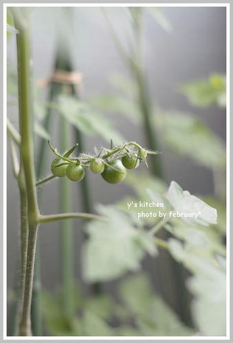 tomato-1