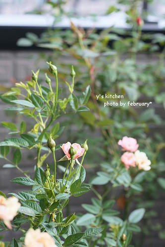 rose－２