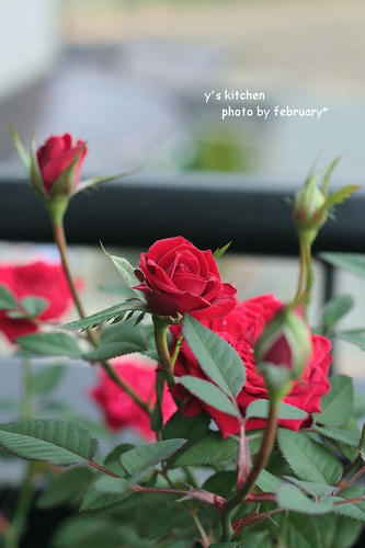 rose－３
