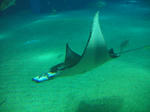 manta.JPG