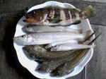SA3A0073.jpg