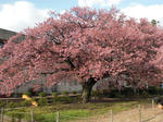 寒桜