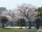 公園の桜
