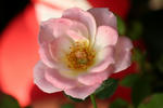 IMG_6219s2.JPG