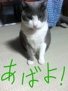 abayo.jpg