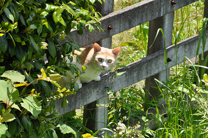 猫視線