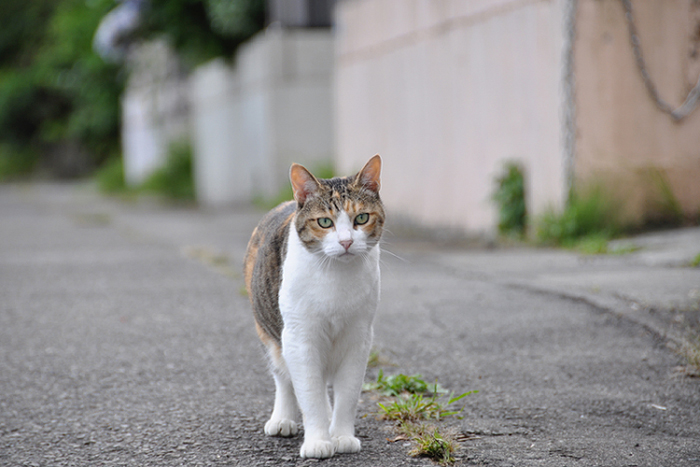 猫まっしぐら